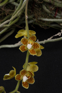 Chiloschista sweelimii Diamond Orchids AM 82 pts.
